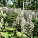Tiarella cordifolia fleur